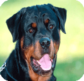 Rottweiler
